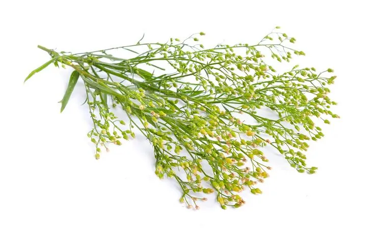 Przymiotno kanadyjskie występuje głównie w postaci suszonego ziela / Fot. Adobe Stock