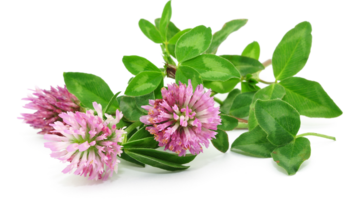 Koniczyna łąkowa – właściwości lecznicze, działanie i zastosowanie