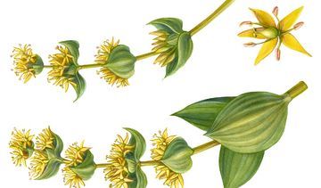 Goryczka żółta – właściwości lecznicze, działanie i zastosowanie. Korzeń z goryczki żółtej