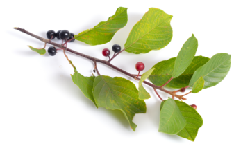 Kruszyna pospolita – właściwości lecznicze, działanie i zastosowanie