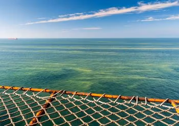Sinice w Bałtyku - kąpiel w takich warunkach grozi pęcherzami na skórze, bólami brzucha, biegunką. Fot. Adobe Stock.