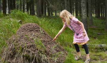 Alergia na ugryzienie mrówki – jak złagodzić objawy?