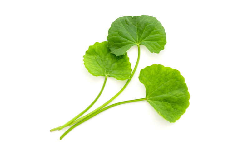 Wąkrotka azjatyckia (Centella asiatica) słynie z silnych właściwości przeciwbakteryjnych i przeciwgrzybiczych. Ma właściwości odkażające i uspokajające. /Fot. Adobe Stock