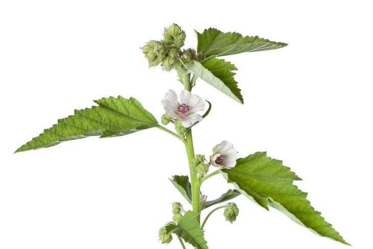 Mimo że preparaty prawoślazowe uznawane są za bezpieczne, dane na temat ich interakcji z lekami są bardzo ograniczone / Fot. Adobe Stock