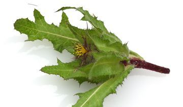 Drapacz lekarski – właściwości lecznicze, działanie i zastosowanie