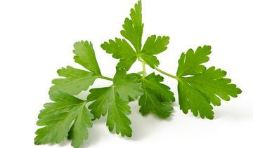 Kolendra siewna – właściwości lecznicze, działanie i zastosowanie