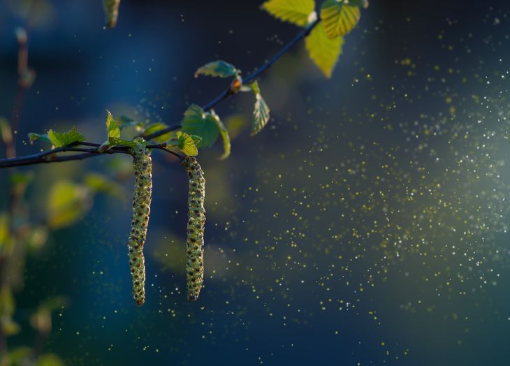 Alergia na pyłki w Polsce to przede wszystkim uczulenie na pyłki drzew, traw, zbóż i chwastów.