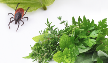 Borelioza i zioła − czy to połączenie ma sens?