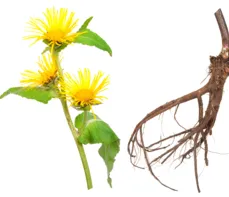 Oman wielki – właściwości lecznicze, działanie i zastosowanie