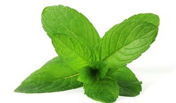 Mięta pieprzowa – właściwości lecznicze, działanie i zastosowanie. Olejek miętowy