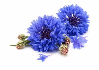 Chaber bławatek ma właściwości antybakteryjne, przeciwzapalne, ściągające i przeciwkrwotoczne. W swoim składzie zawiera antyoksydanty, zwalczające wolne rodniki. Działa przeciwkrwotocznie i poprawia trawienie. /Fot. Adobe Stock