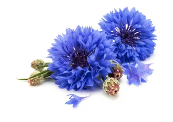 Chaber bławatek ma właściwości antybakteryjne, przeciwzapalne, ściągające i przeciwkrwotoczne. W swoim składzie zawiera antyoksydanty, zwalczające wolne rodniki. Działa przeciwkrwotocznie i poprawia trawienie. /Fot. Adobe Stock