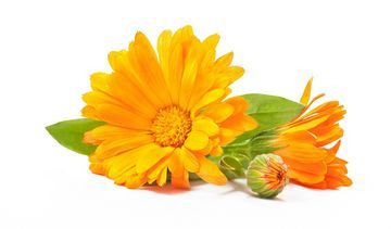 Nagietek lekarski – właściwości lecznicze, działanie i zastosowanie