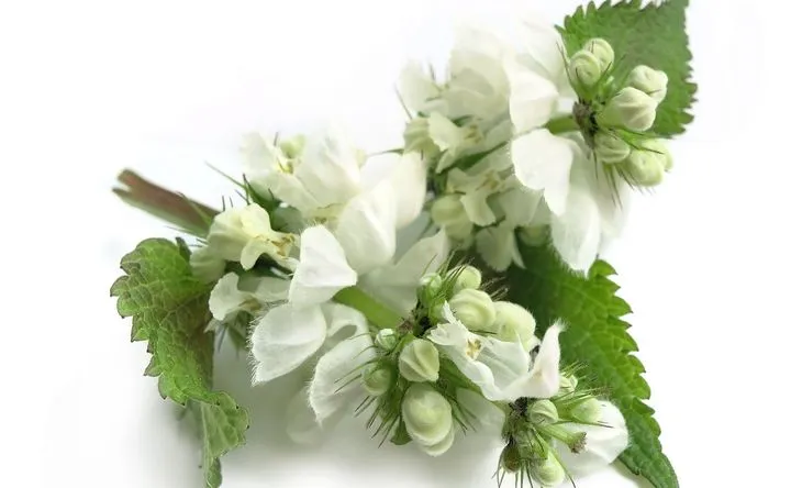 Jasnota biała łagodzi ból miesiączkowy i nadmierne krwawienie / Fot. Adobe Stock