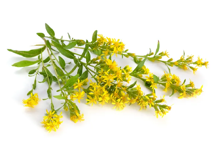 Nawłoć pospolita jako roślina polna, wykorzystywana jest również jako surowiec farmaceutyczny w łagodzeniu dolegliwości układu moczowego, przy nadciśnieniu tętniczym, zatruciach i stanach zapalnych jamy ustnej.  Fot. Adobe Stock.