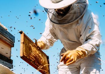 Uczulenie na owady to między innymi nadwrażliwość na składniki jadu pszczół.