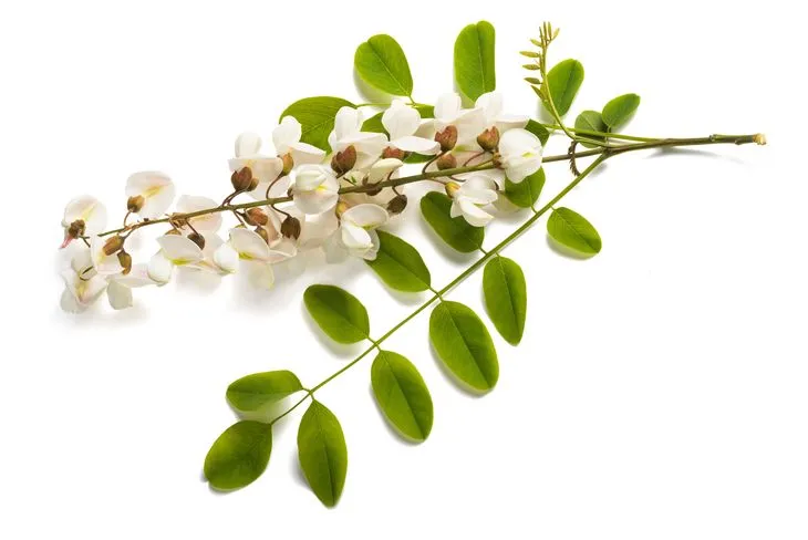 Robinia akacjowa może mieć również potencjalne zastosowanie u pacjentów z chorobami reumatycznymi / Fot. Adobe Stock