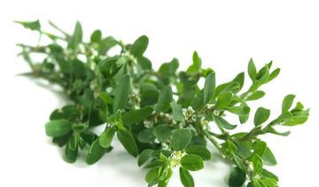 Rdest ptasi – właściwości lecznicze, działanie i zastosowanie