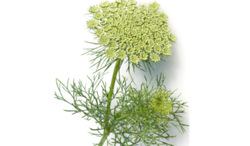 Aminek (aminek egipski) – właściwości lecznicze, działanie, zastosowanie