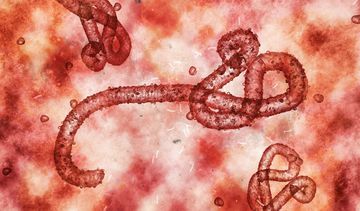 Ebola – czym jest, jakie ma objawy i czy zagraża Polsce?