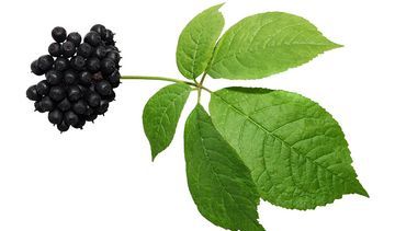 Eleuterokok – właściwości lecznicze, działanie i zastosowanie