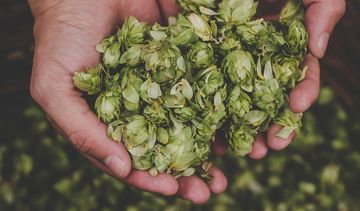 Naturalny sposób na stres i bezsenność. 5 ziół na uspokojenie