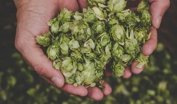 Naturalny sposób na stres i bezsenność. 5 ziół na uspokojenie