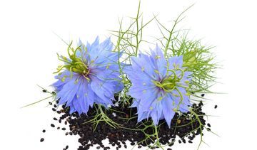 Czarnuszka siewna – właściwości lecznicze, działanie i zastosowanie. Olej z czarnuszki siewnej