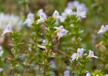 Jak pielęgnować skórę wokół oczu? Jakich używać kosmetyków? Dlaczego świetlik tak dobrze radzi sobie z problemami tej partii twarzy?