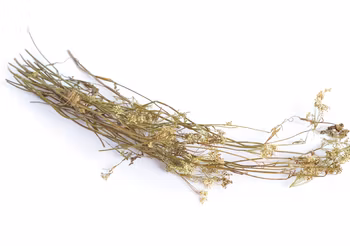 Biedrzeniec występuje najczęściej w postaci suszu lub olejku. Ma właściwości przeciwbakteryjne i ściągające, dlatego dobrze sprawdza się w pielęgnacji zmian trądzikowych.  /Fot. Adobe Stock