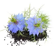 Czarnuszka siewna – właściwości lecznicze, działanie i zastosowanie. Olej z czarnuszki siewnej