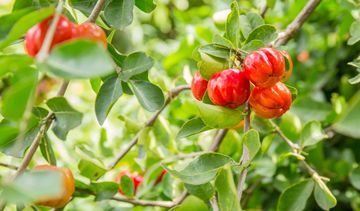 Acerola - na co pomaga? Poznaj właściwości wiśni z Barbados