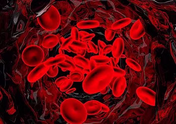 Zdjęcie przedstawie przekrój przez tętnicę. 