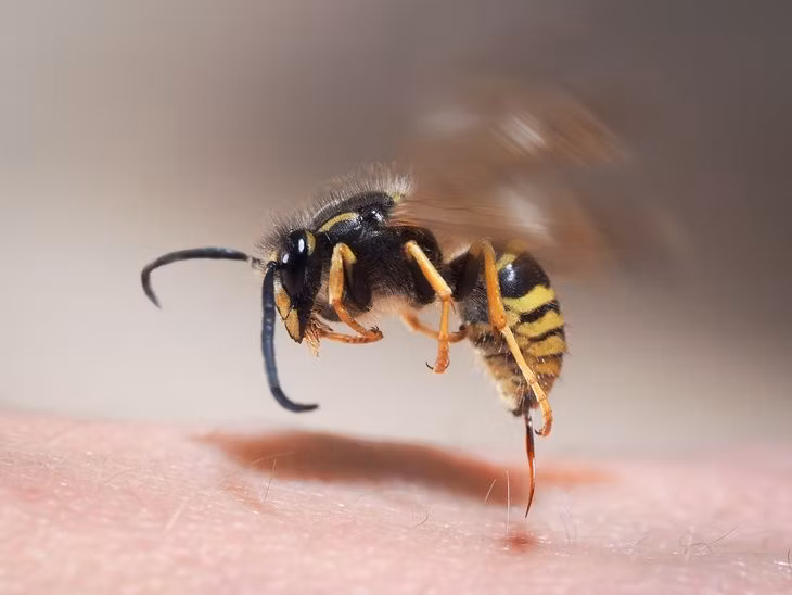 Osa nie pozostawia w ciele żądła - może użądlić nawet kilka razy / Fot. Adobe Stock