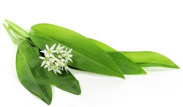 Czosnek niedźwiedzi – właściwości lecznicze, działanie i zastosowanie