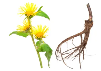 Oman wielki jest wskazany do stosowania w m.in. zaburzeniach układu pokarmowego, stanach zapalnych wątroby, bezsenności, złym samopoczuciu. /Fot. Adobe Stock