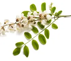 Robinia akacjowa – właściwości lecznicze, działanie, zastosowanie