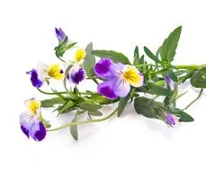 Fiołek trójbarwny to inaczej bratek. Jak można go wykorzystać dla zdrowia?