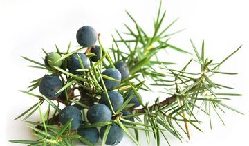 Jałowiec pospolity – właściwości lecznicze, działanie i zastosowanie. Olejek jałowcowy