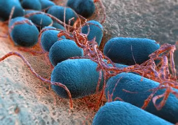 Escherichia coli, inaczej pałeczka okrężnicy, żyje w naszych jelitach. Niektóre szczepy tej bakterii mogą powodować biegunkę lub zakażenia układu moczowego.