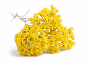 Kocanka wykazuje silne działania przeciwgrzybicze, przeciwbakteryjne, żółciopędne i żółciotwórcze / Fot. Adobe Stock