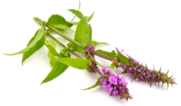 Bukwica – właściwości lecznicze, działanie, zastosowanie