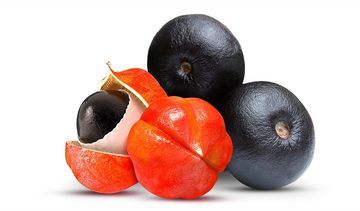 Guarana – właściwości lecznicze, działanie i zastosowanie. Suplementy diety z guaraną