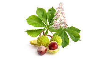 Kasztanowiec pospolity – właściwości lecznicze, działanie i zastosowanie