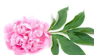 Piwonia chińska – właściwości lecznicze, działanie i zastosowanie