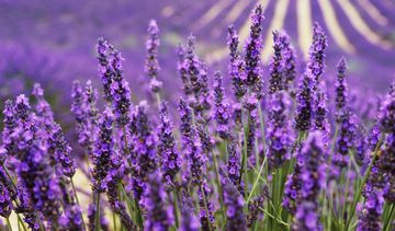 Na co stosować lawendę i olejek lawendowy, w jaki sposób i w jakich ilościach?