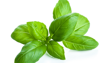 Bazylia pospolita – właściwości lecznicze, działanie, zastosowanie. Jak pomaga na włosy?