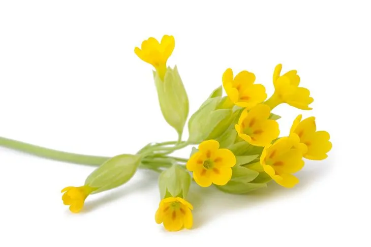 Preparaty z pierwiosnkiem lekarskim w składzie stosowane są głównie w nieżytach górnych dróg oddechowych, w tym suchym i mokrym kaszlu / Fot. Adobe Stock