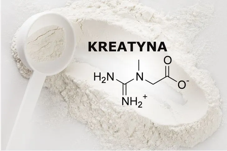 Kreatyna to związek chemiczny powstający w organizmie przede wszystkim w nerkach i wątrobie. Z narządów wewnętrznych kreatyna przedostaje się do mięśni szkieletowych, gdzie zostaje magazynowana, a następnie wykorzystana do wielu procesów wysokoenergetycznych, w tym m.in. skurczu./ Fot. Adobe Stock