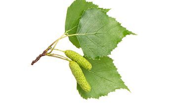 Brzoza brodawkowata – właściwości lecznicze, działanie i zastosowanie. Sok brzozowy